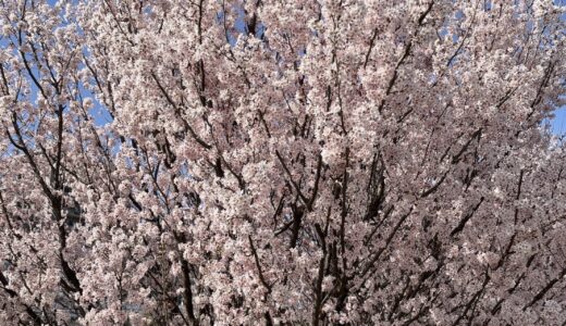 桜は開花宣言！家では紫陽花の植え替えに挑戦！