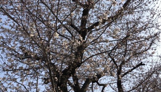 街を彩る桜たち、それぞれの桜。