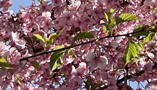 いよいよ桜、そして我が家の春