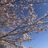 春の朝、桜散歩🌸
