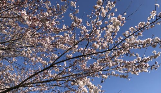 春の朝、桜散歩🌸