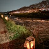 夜桜散歩🚶
