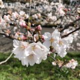 花粉と嵐で春本番！希望はやっぱり桜