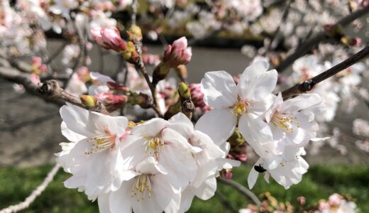 花粉と嵐で春本番！希望はやっぱり桜