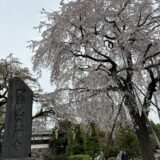 東郷寺へ枝垂れ桜のお花見散歩🚶