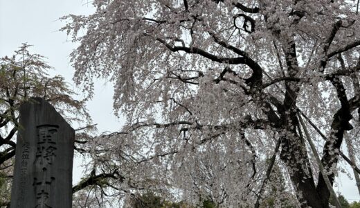 東郷寺へ枝垂れ桜のお花見散歩🚶