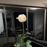 続・花のある生活🌹