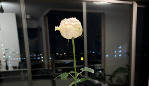 続・花のある生活🌹