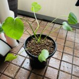 モンステラの植え替え🌱