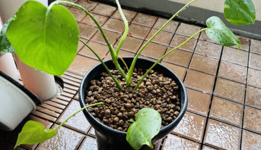 モンステラの植え替え🌱