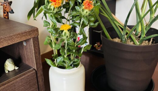 ひまわり🌻の ”花のある生活１６”